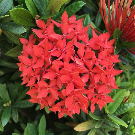 ixona|Ixora coccinea